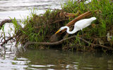 A great egret reaching out for a snack.