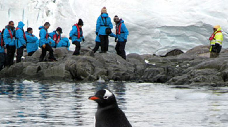 Fram passengers walking behind a Ghentoo penguin.