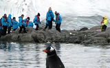 Fram passengers walking behind a Ghentoo penguin.