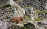 A llama wanders through the ruins of Machu Picchu.