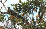 An iguana sunning itself on an upper tree branch.