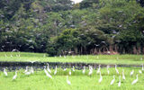 A flock of great white egrets settle in a swampy clearing off a tributary of the Amazon.