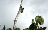 A three-toed sloth, one of the curious creatures many people venture all this way to see.
