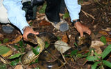 Our guide shows us a rare anaconda while on a jungle walk.