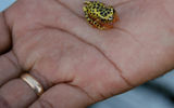 A tree frog in the Amazon.