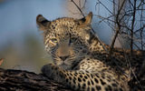 chased up the tree by a hyena