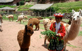Awana Kancha, a llama and alpaca farm and textile center in Peru’s Sacred Valley.