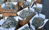Scenes from the Jagalchi fish market in Busan.