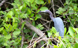A little blue heron, photographed alongside the Tortuguero Canals, which are close to Costa Rica's Caribbean shore.