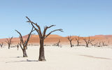 Thousand-year-old dead camel-thorn acacia trees anchored in Deadvlei, a desert salt pan in Namibia's Namib-Naukluft Park, the largest conservation area in Africa.