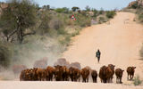 The farmers previously killed cheetahs to protect cattle.