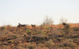 Hartmann's mountain zebras, found only in Namibia.