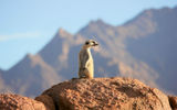 A meerkat on the lookout in Brandberg Nature Reserve.