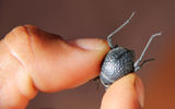 The tuk-tukie beetle has adapted to desert life. Its dark color promotes water condensation; the water becomes trapped in the dimples on its back. It then lifts its hind legs and tips water down its back and into its mouth.
