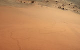 Tracks in the sand known as a ''Bushman's newspaper.'' Native residents of the dunes could see what insects, lizards, rodents and birds visited a site the night before.