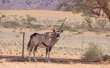 A one-horned gemsbok (known outside southern Africa as oryx) would be at a significant disadvantage in a fight.