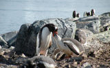 A mother Ghentoo penguin feeds her chick during a stop on an Antarctic island.
