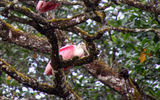 Roseate spoonbills, which get their pinkish color from the shellfish in their diet.