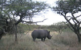 Spotting a rhino at the Tala Game Lodge just outside of Durban.