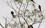Scarlet macaws perched in a group well above the river.