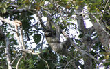A three-toed sloth hanging from a tree alongside the Tortuguero Canals, a sightseeing destination for cruisers docking on Costa Rica's Caribbean side.