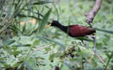 A northern jacana, seen in a brisk food-gathering walk at the Costa Rica Sloth Rescue Center.