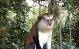 Mona monkeys are found only on Grenada and are a protected species living in the rainforest. This one was spotted near Grand Etang National Park.