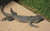 A male gecko sunning himself in Riviera Nayarit.