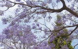 Jacarunda trees in Mexico bloom in spring. Each tree has lavender or yellow blossoms.