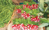 Bunches of radishes on display at the market.