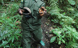 Guide Jimmy Kisembo looks into the canopy for signs of chimpanzees in Kyambura Gorge. He holds large seed pods that the chimps use as drinking cups.