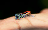 A tiny poison dart frog rests on the palm of the hand of a G Adventures guide.