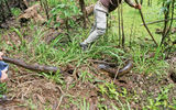 A G Adventures guide holds a 15-foot anaconda's head down with a forked stick while a guest holds on to the tail.