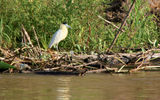 A capped heron.