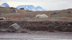 On a recent Abercrombie & Kent trip to the Arctic aboard Le Boreal, Travel Weekly Editor in Chief Arnie Weissmann joined the polar bear encounter excursion via Zodiac. The following is his experience, as told in his words (all photos by Arnie Weissmann): "When we arrived, there was one bear, an older female, napping on an island after feasting on a seal carcass.