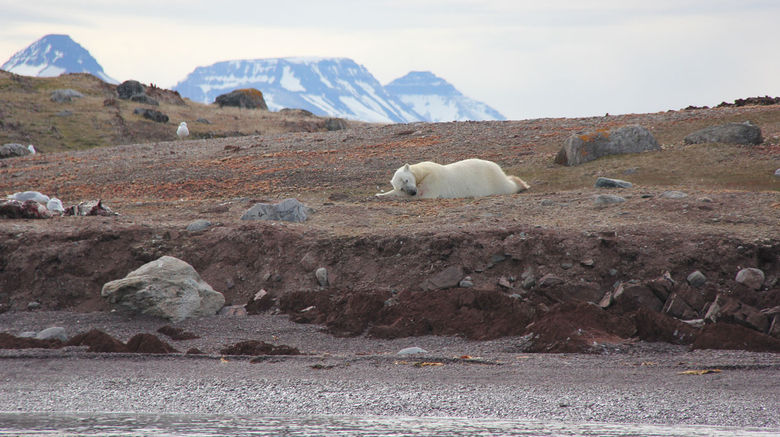 On a recent Abercrombie & Kent trip to the Arctic aboard Le Boreal, Travel Weekly Editor in Chief Arnie Weissmann joined the polar bear encounter excursion via Zodiac. The following is his experience, as told in his words (all photos by Arnie Weissmann): "When we arrived, there was one bear, an older female, napping on an island after feasting on a seal carcass.