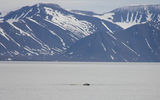 "Another bear was in the water, swimming from the mainland directly towards her.