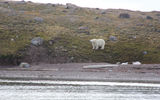 "The first bear left the carcass and walked down to shore, watching the second bear approach.