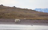 "She took a position behind the swimming bear, waiting from him to come ashore.