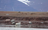 "The second bear emerged from the water...