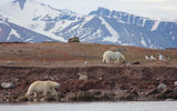 "The second bear went straight for the seal carcass; the first approached him along the shore line.