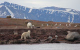 "The two engaged in a staring contest; "Watch for the charge," our guide said.