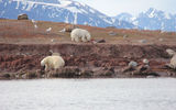 "The first bear, perhaps having already eaten its fill, backed down, turned and walked away without further confrontation.