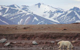"She walked at least 50 yards away from the first bear.