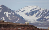 "The newcomer tore into the seal...
