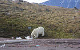"...and the first bear cleansed her palette by eating some snow.