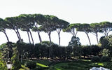 Umbrella pines ring an area centered around a fountain in the Vatican gardens.
