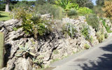 Plants along "Observatory Road" are decidedly not native.