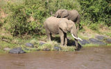 The game viewing didn't stop once the group repaired to tent camps for meals and R&R. These elephants came by for a drink from the Mara River in full view of the group's lunch site on the deck of the Sanctuary Olonana tent camp.