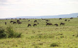 Scores of wildebeest and other wildlife as seen from the unfenced Mara Plains tent camp. The camp is located on the Olare Motorogi Conservancy, which abuts the Maasai Mara National Reserve.